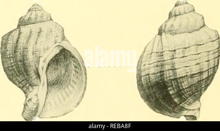 The Conchological Magazine Mollusks Lalia Is Pi Sl Gt Ryi Hir N Sp A Siaµ C Filba Uoiubr A J Lcia I I U I U A Tobiiaa I Ils 21s Tritmijca Cryllirosloiiia Ala A I Var I A 2 Il Quot Tjsula I Ukiii Jmilu Gt A Sii Honaiia