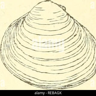 The Conchological Magazine Mollusks F Ae Aºaa Aº Gaº C Ac A W A c C ºc A 1 1 1a 1 A A I Ai C A Aºa A A A a M At A