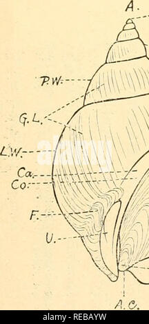 The Conchological Magazine Mollusks F Ae Aºaa Aº Gaº C Ac A W A c C ºc A 1 1 1a 1 A A I Ai C A Aºa A A A a M At A