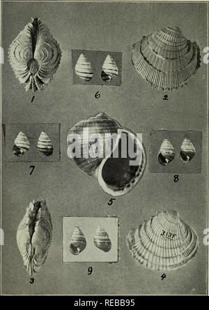 . The Conchologists' exchange. Mollusks. THE NAUTILUS. XXXIV. PLATE IV.. 1.2. CHIONE GNIDIA B. &amp; S. 3.4. CHIONE MERIDIONALIS OLDROYD. 5. AMPULLARIA LATTREI CHAMANA HINKLEY (p. 53). 6-9. ACHATINELLA LEHUIENSIS MEINECKEI PILS. &amp; COOKE.. Please note that these images are extracted from scanned page images that may have been digitally enhanced for readability - coloration and appearance of these illustrations may not perfectly resemble the original work.. Averell, William D. Philadelphia, Wm. D. Averell Stock Photo