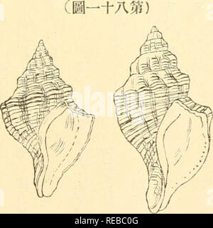 The Conchological Magazine Mollusks F Ae Aºaa Aº Gaº C Ac A W A c C ºc A 1 1 1a 1 A A I Ai C A Aºa A A A a M At A