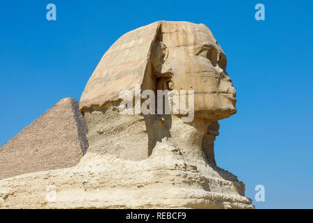 Side view of the large head of the iconic monumental sculpture, the Great Sphinx of Giza, Giza Plateau, Cairo, Egypt against a clear blue sky Stock Photo