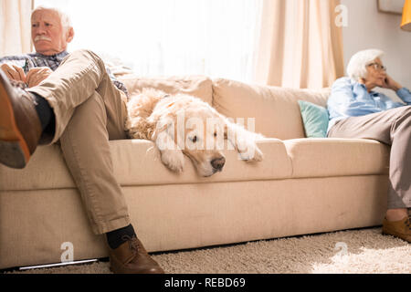 Low angle portrait of senior dog sitting on couch between two elderly owners, copy space Stock Photo