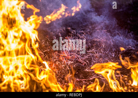 The flames of the fire burning the herb in the evening field, turning into coals and ashes with smoke Stock Photo