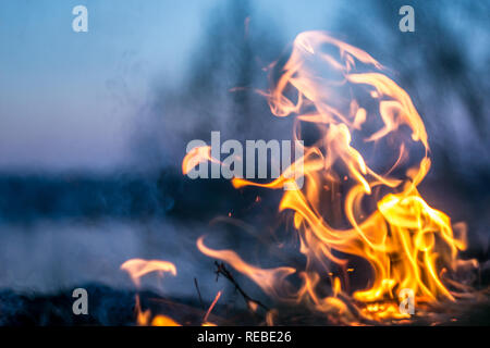 The flames of the fire burning the herb in the evening field, turning into coals and ashes with smoke Stock Photo