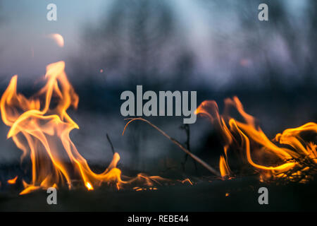 The flames of the fire burning the herb in the evening field, turning into coals and ashes with smoke Stock Photo