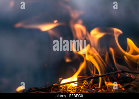 The flames of the fire burning the herb in the evening field, turning into coals and ashes with smoke Stock Photo