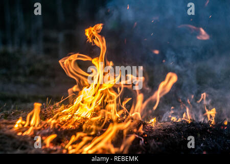 The flames of the fire burning the herb in the evening field, turning into coals and ashes with smoke Stock Photo