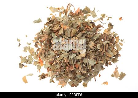Medicinal plant, American Liverwort or Liverleaf (Hepatica nobilis, Anemone hepatica) Stock Photo