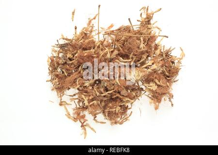 Dried blossoms of a Persian Silk Tree (Albizia julibrissin), medicinal plant, He Huan Hua Stock Photo