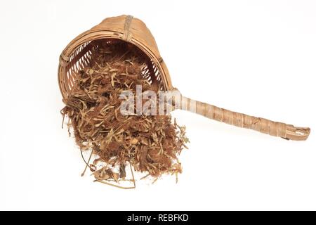 Dried blossoms of a Persian Silk Tree (Albizia julibrissin), medicinal plant, He Huan Hua Stock Photo