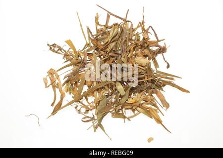 Dried leaves of the medicinal plant Fringed Pink, Superb Pink, (Dianthus superbus), Qu mai Stock Photo