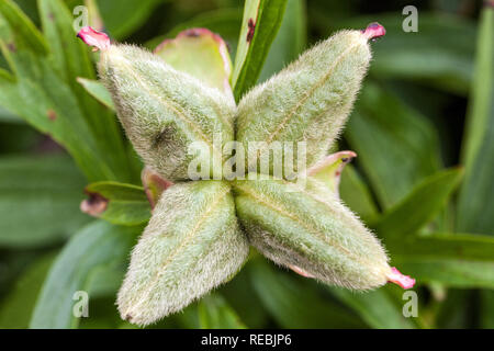 Peony seed pods Stock Photo - Alamy