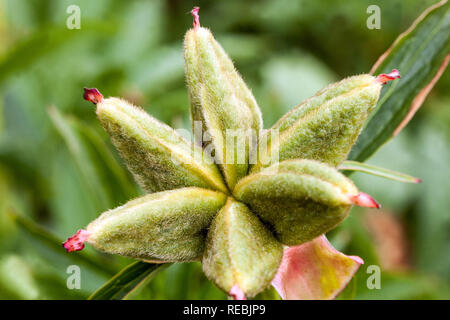 Peony seed pods Stock Photo