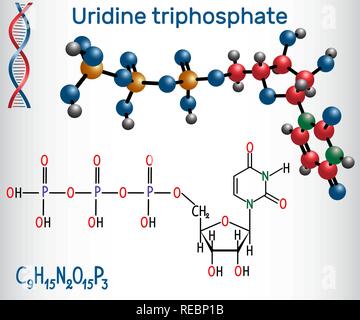 Uridine triphosphate (UTP) nucleotide molecule. Building block of RNA ...