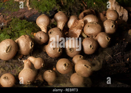 Stump puffballs, Lycoperdon pyriforme, and some spores being released-lower part of picture- after the tree stump they were growing on was agitated by Stock Photo