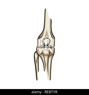 femur,bony,leg,knee,tibia,fibula,alignment,joint,movement,calcium,bone ...