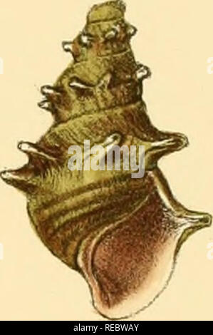 Sylvanus Shell Conchologia indica- illustrations of the land and freshwater shells of ...