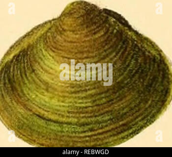 Sylvanus Shell William Theobald (1870 Stock Photo - Alamy