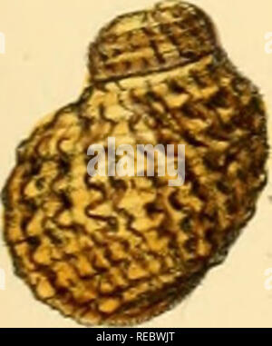 Sylvanus Shell William Theobald (1870 Stock Photo - Alamy