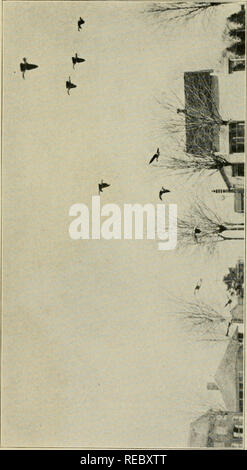 . Ducking days : narratives of duck hunting, studies of wildfowl life, and reminiscences of famous marksmen on the marshes and at the traps. Waterfowl shooting; Waterfowl. . Please note that these images are extracted from scanned page images that may have been digitally enhanced for readability - coloration and appearance of these illustrations may not perfectly resemble the original work.. Morss, Charles B; Hazelton, William Chester, 1870-. Chicago : [W. C. Hazelton] Stock Photo