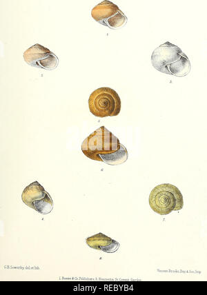 Sylvanus Shell Plate LIX from 'Illustrations of British Mycology' depicts various ...