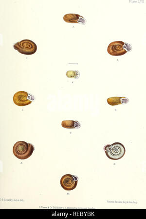Sylvanus Shell Conchologia Indica, London, L. Reeve & Co, 1876, India, mollusks ...