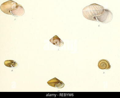 Sylvanus Shell Conchologia Indica London L. Reeve & Co. 1876 India Mollusks Pictorial ...