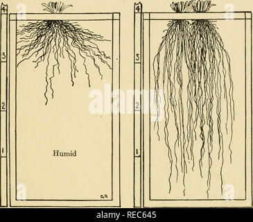 Tree roots. There are many root regions. The veins of a tree. Long ...