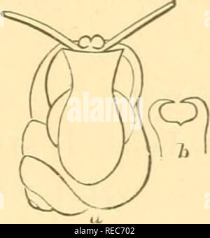 . Conchologia cestrica. The molluscous animals and their shells, of Chester county, Pa. Mollusks. CONCHOLOGIA CESTRICA. 79 Family AMNICOLIDiE. Shell, turbinate, or elongate-turreted, smooth, perfo- rate, or umbilicate; peristome continuous; shell often covered with blackish incrustations. Animal, head proboscidiform, extending beyond the foot; tentacles cylindrical, elongated; eyes sessile at their outer bases; foot oval, truncated in front, and rounded, or pointed, behind; verge exserted, behind the right tentacle; operculum corneous, sub-spiral. Genus AMNICOLA, Gould, and Haldeman, 1840. yin Stock Photo