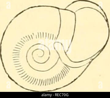 . Conchologia cestrica. The molluscous animals and their shells, of Chester county, Pa. Mollusks. H. trivolvis, Var. fallax, Hald., Lim., 1842. H. trivolvis, Var. fallax. —[W. G. B.] Pig. 139.. Please note that these images are extracted from scanned page images that may have been digitally enhanced for readability - coloration and appearance of these illustrations may not perfectly resemble the original work.. Hartman, William Dell, 1817-1899; Michener, Ezra, 1794-1887. Philadelphia, Claxton, Remsen &amp; Haffelfinger Stock Photo