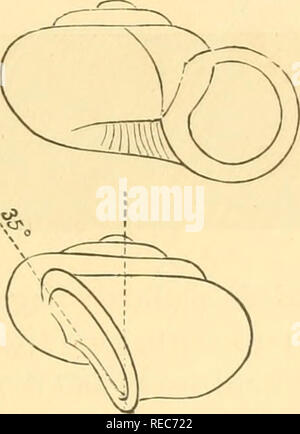 . Conchologia cestrica. The molluscous animals and their shells, of Chester county, Pa. Mollusks. aperture, is 27°; while in V. pulchella it is 35°. They also differ in the dentition of the lingual membrane; and the periostraca. Both species agree in presenting varieties which are strongly, and transversely, costate. Sub-genus PATULA, Heldwig, 1837. Shell umbilicate, turbinate, or depressed-discoid; ru- gose or costate-striate; whorls 4-5, sub-equal; aperture lunate-rotundate ; peristome simple, acute, straight. P. striatella, Anthony. Helix striatella, Anthony, Bost. Jour. Nat. Hist, III., 18 Stock Photo