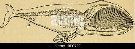 . Concerning evolution. Evolution. FIGURE NO. 4 SKELETON OF AN EXTINCT