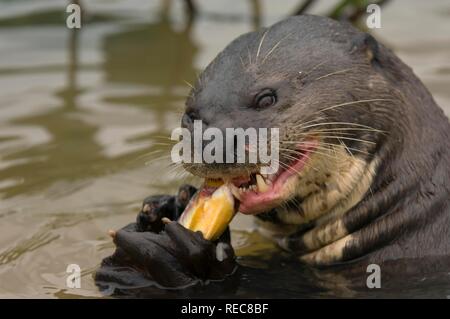 Giant river otter (Pteronura brasiliensis), eating a piranha, endangered, Pixaim River, Pantanal, Brazil Stock Photo