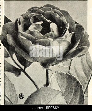 Conard Star Roses Autumn 1924 Rose Culture Roses Flowers Seeds Catalogs Plants Ornamental Seeds Catalogs R Autumn 1924 A Good Time To Plant Hardy Climbers Hardy Climbing Roses Prices