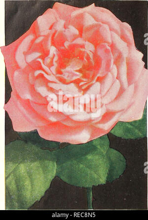 . The Conard-Pyle Co. : star rose growers [autumn 1930]. Rose culture; Roses; Flowers Seeds Catalogs; Plants, Ornamental Seeds Catalogs. 1930 Novelty * Star Roses of Special Merit. Please note that these images are extracted from scanned page images that may have been digitally enhanced for readability - coloration and appearance of these illustrations may not perfectly resemble the original work.. Henry G. Gilbert Nursery and Seed Trade Catalog Collection; Conard-Pyle Co. West Grove, Pa. : Conard-Pyle Co. Stock Photo