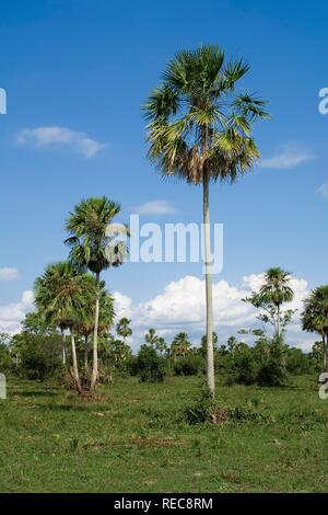 Caranday Wax Palm Trees (Copernicia alba), Pantanal, UNESCO World Heritage Site and Biosphere reserve, Mato Grosso, Brazil Stock Photo