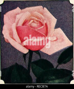 . The Conard-Pyle Co. : star rose growers [autumn 1930]. Rose culture; Roses; Flowers Seeds Catalogs; Plants, Ornamental Seeds Catalogs. â frKaiserin Auguste Viktoria The most dependable of the white Roses. Very fragrant. $1 each. â¢Radiance Makes great blooms on strong, healthy bushes and blooms continuously. SI each â¢ â¢ â¢ OFFER F15 One each of the 6 Roses on this page for $5 postpaid.. Please note that these images are extracted from scanned page images that may have been digitally enhanced for readability - coloration and appearance of these illustrations may not perfectly resemble the o Stock Photo