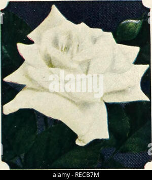 . The Conard-Pyle Co. : star rose growers [autumn 1930]. Rose culture; Roses; Flowers Seeds Catalogs; Plants, Ornamental Seeds Catalogs. *Mrs. Aaron Ward This famous Rose blooms con- tinuously. Dependable always. SI each r The miniature pictures below show form and color only. â frKaiserin Auguste Viktoria The most dependable of the white Roses. Very fragrant. $1 each. Please note that these images are extracted from scanned page images that may have been digitally enhanced for readability - coloration and appearance of these illustrations may not perfectly resemble the original work.. Henry G Stock Photo