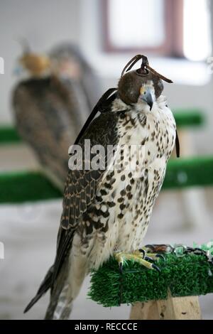 Hunting falcon in a specialist shop for falconry, Souq al Waqif market, the oldest Souq or bazaar in the country, Doha, Qatar Stock Photo