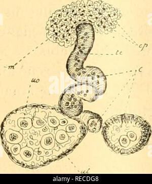 . comptesrendusheb1451907acad. es naturelles. SÃANCE DU l"' JUILLET 1907. 89 une couche cellulaire, dans laquelle le cyloplasmedes cellules, adhérant aux novanx, prend la forme de fuseaux, el les axes relatifs des fuseaux étant presque parallèles consti- tuent un manchon. Les autres éléments cellulaires présentent un cytoplasme réduit, fili- forme, dont les nombreux filaments se colorent très fort el se portent de la périphérie vers le centre, laissant dans l'intérieur une petite cavité. Dans l'intérieur de cette cavité, j'ai remarqué, dans les coupes transversales comme da