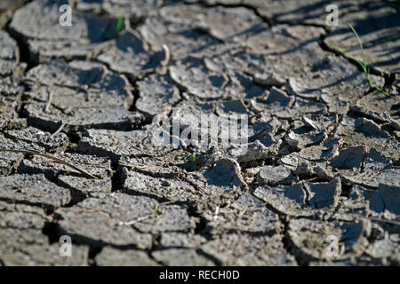 Small green sapling growing in dry cracked soil, Western Cape Province, South Africa. Stock Photo