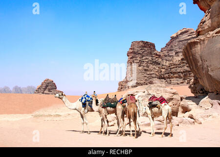 Four camels in Wadi Rum desert (Valley of the Moon), Jordan, Middle East. On blue sky background Stock Photo