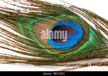 Peacock Feather on a White Background. Stock Photo