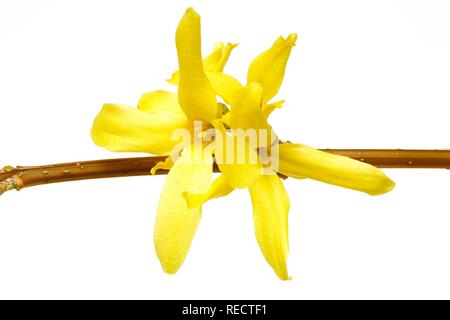 Flowers of a forsythia (Forsythia suspensa intermedia), Chinese herb medicine, antibacterial, fungicidal Stock Photo