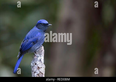 Male Large Niltava Stock Photo