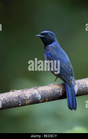 Male Large Niltava Stock Photo