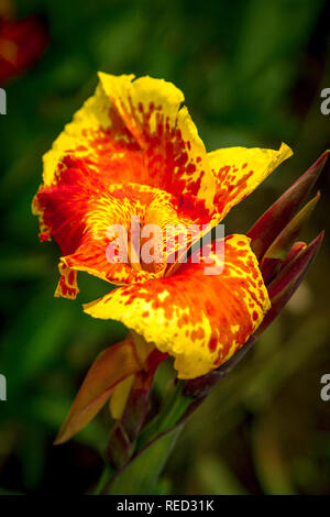 Indian shot or African arrowroot, Sierra Leone arrowroot,canna ...
