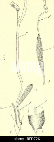 Bulletin du Musum national d'histoire naturelle. Natural history. â G21 â.  Fig 1 Ã /i. â Slrongijlacanlha glycirrhiza Beneden. 1, rÃ©gion antÃ©rieure  du corps, vue par ia face ventrale; 2, rÃ©gion