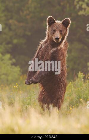 Young wild curious brown bear, ursus arctos, standing in upright position Stock Photo